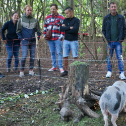 die Schweinchen im Hardturm-Wäldchen