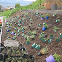 Bont Staudenrabatte 05