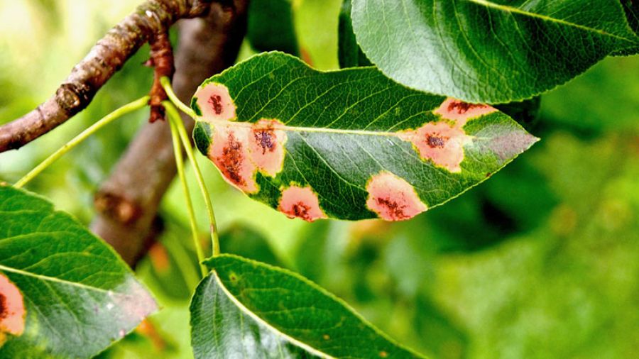 Bont Gartenbau Schädlingsbekämpfung