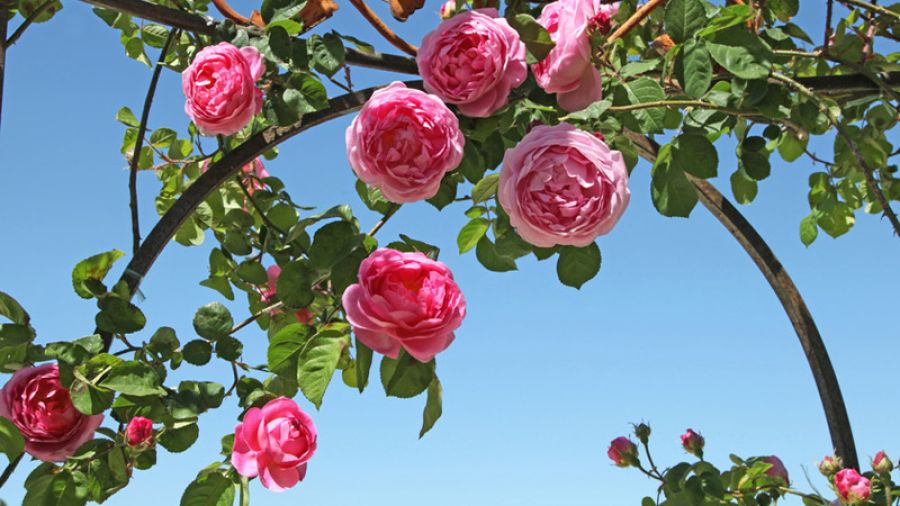 Bont Gartenbau Rosen und Blumen