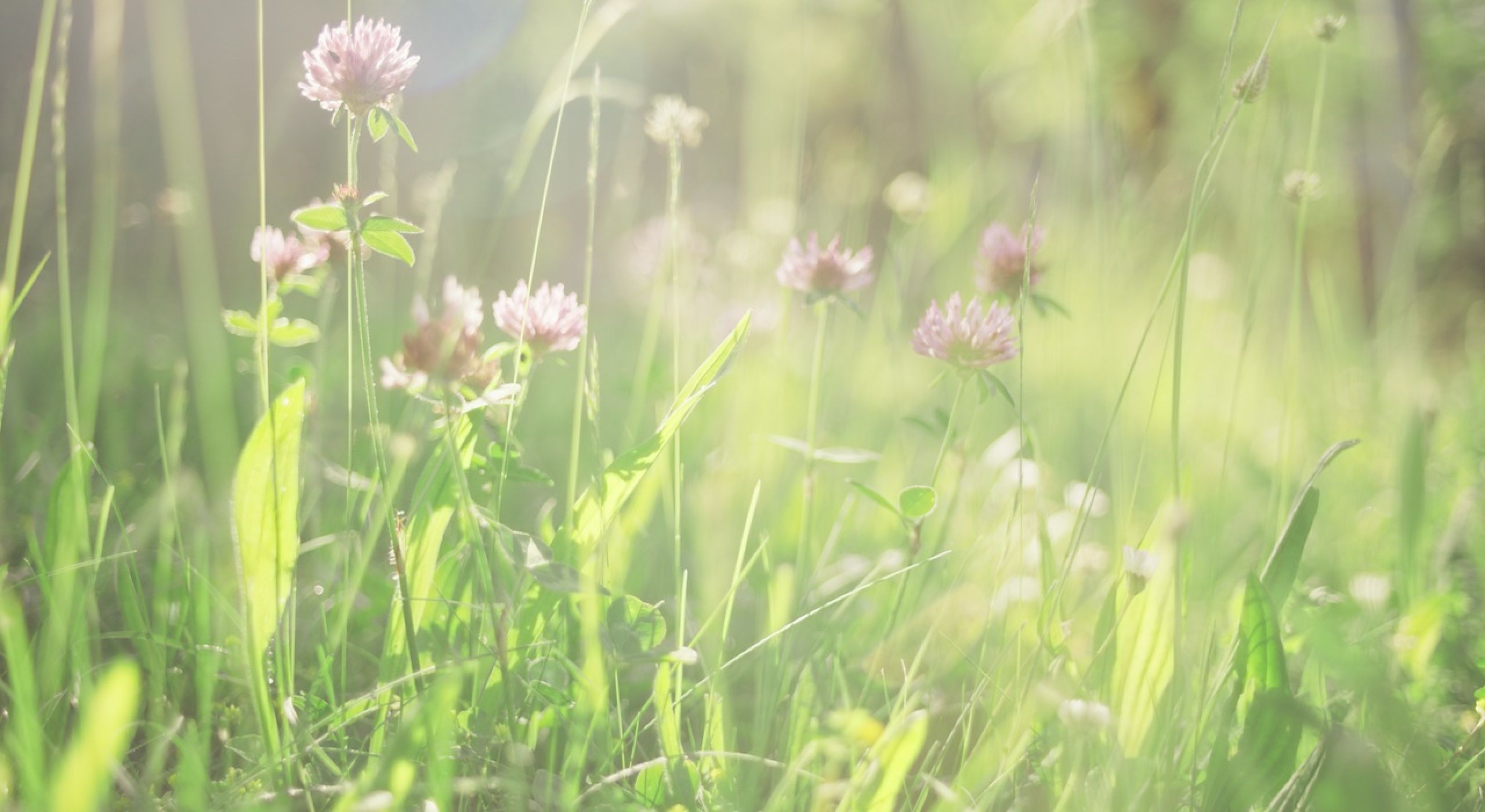 Bont_Gartenbau_Slide01