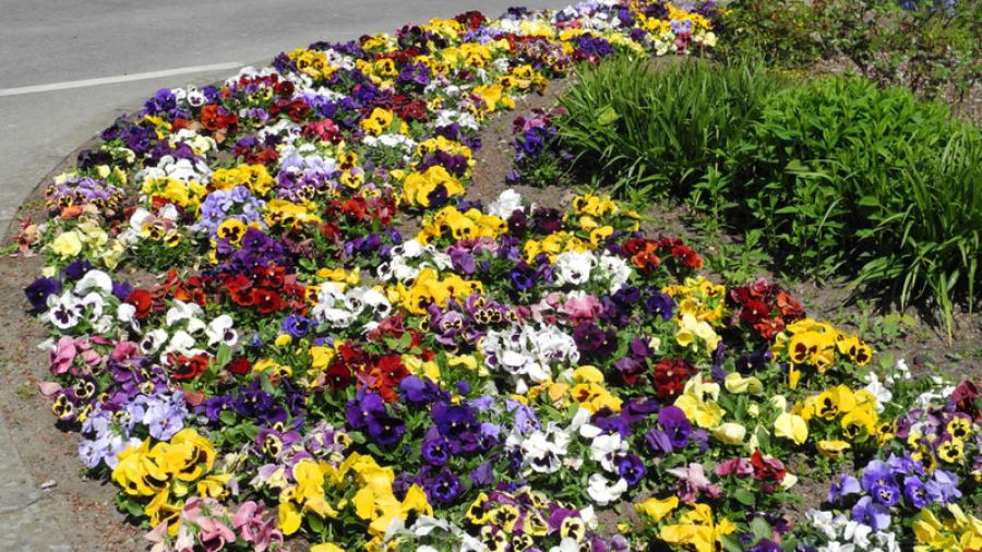 Bont Gartenbau Öffentliche Rabatten